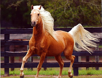 Palomino Horses